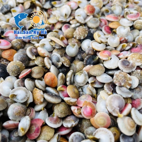 Ốc Ruốc - Ốc Lễ - Ốc Gạo