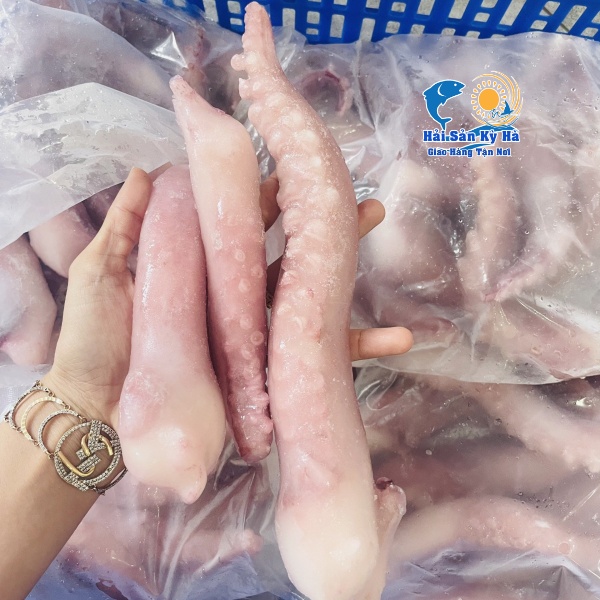 Mua Sỉ Râu Bạch Tuộc Đỏ