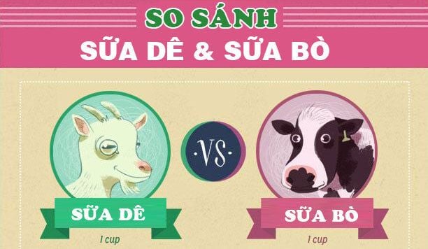 So sánh sữa dê và sữa bò loại nào tốt hơn