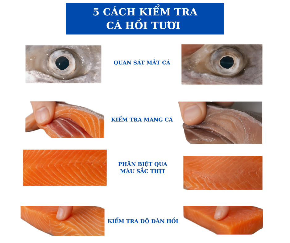 Cách Kiểm Tra Cá Hồi Tươi Bằng Mắt Thường – Bí Quyết Chọn Cá Ngon Chuẩn Sashimi
