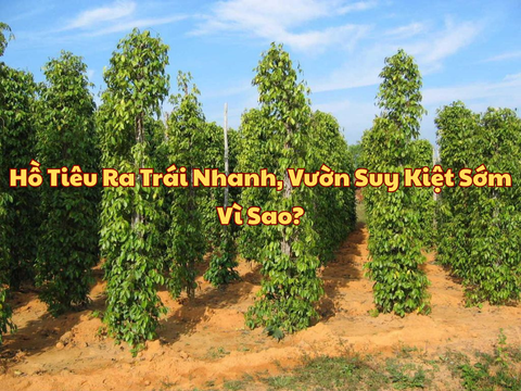 Hồ Tiêu Ra Trái Nhanh, Vườn Suy Kiệt Sớm – Vì Sao?