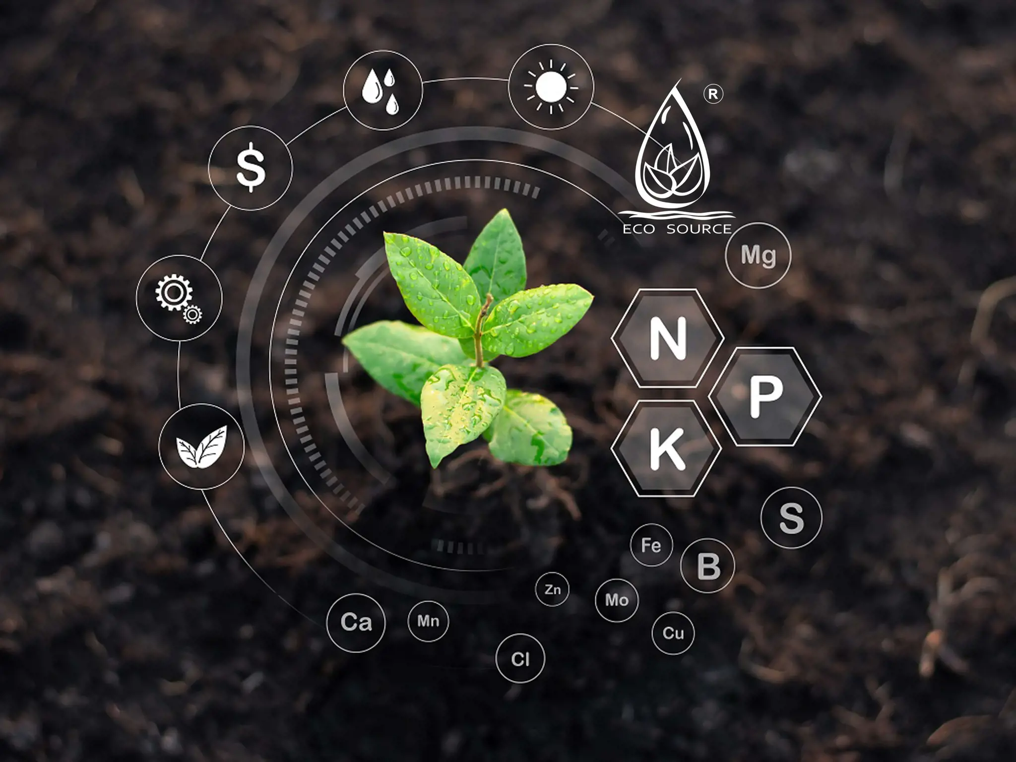 Triệu Chứng Thiếu Dinh Dưỡng Của Cây Trồng Thể Hiện Trên Lá Và Các Giai Đoạn Phát Triển Của Cây