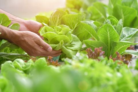 Hướng Dẫn Cải Tạo Đất Trồng Rau Sạch Tại Nhà – Bí Quyết Từ Nguồn Sinh Thái