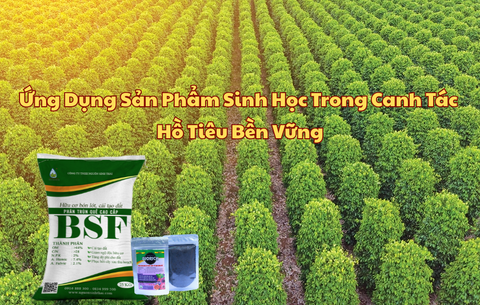 Ứng Dụng Sản Phẩm Sinh Học Trong Canh Tác Hồ Tiêu Bền Vững
