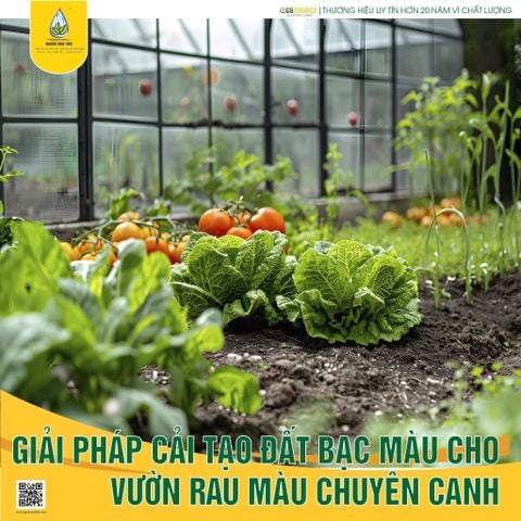 GIẢI PHÁP CẢI TẠO ĐẤT BẠC MÀU CHO VƯỜN RAU MÀU CHUYÊN CANH