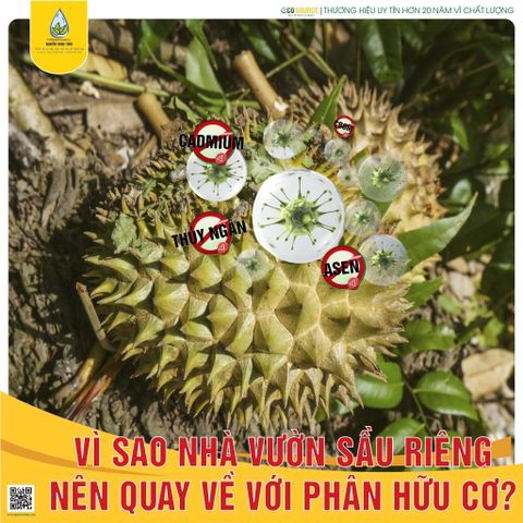 VÌ SAO NHÀ VƯỜN SẦU RIÊNG NÊN QUAY VỀ VỚI PHÂN HỮU CƠ?