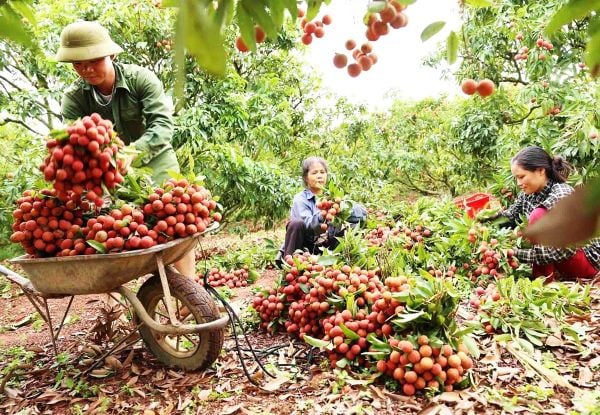 Giải Pháp Phục Hồi Cây Vải Thiều Sau Thu Hoạch: Cải Tạo Đất, Nuôi Lộc Khỏe Cho Mùa Mới