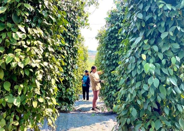Canh Tác Hồ Tiêu Bền Vững – Giải Pháp Cho Nền Nông Nghiệp An Toàn