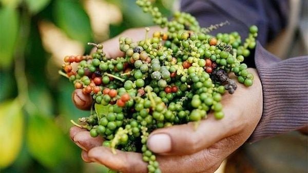 Canh Tác Hồ Tiêu Bền Vững – Giải Pháp Cho Nền Nông Nghiệp An Toàn