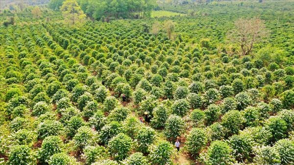 LÀM CÀ PHÊ SẠCH – XU HƯỚNG XUẤT KHẨU & GIÁ TRỊ LÂU DÀI