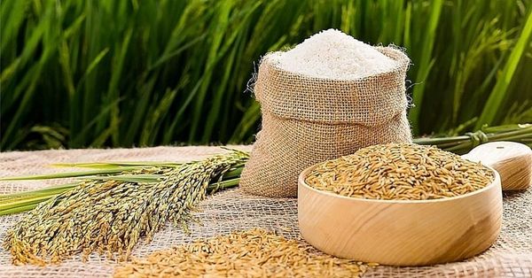 Lúa sạch – năng suất cao: Nông dân có lời nhờ phân sinh học?