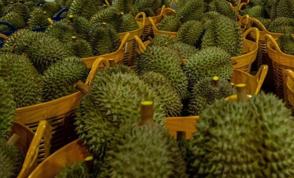 Nguy cơ từ phân bón lậu chứa Cadimi