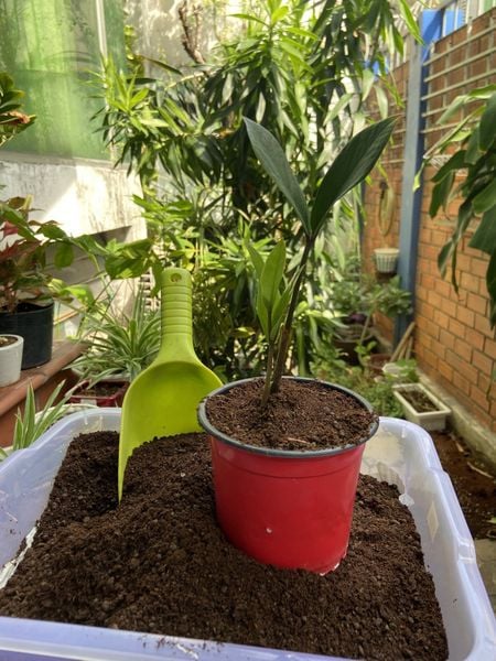 Ứng dụng Biochar (than sinh học) để hấp thụ Cadimi trong đất