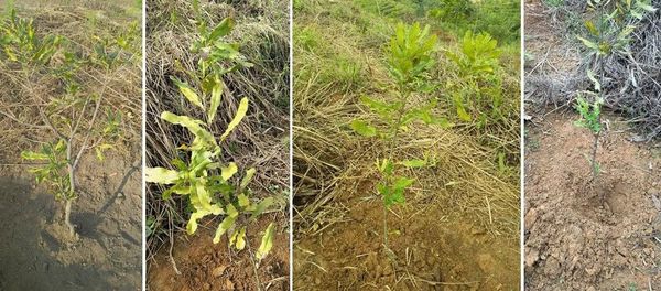 Phân Hữu Cơ Cao Cấp BSF – Phục Hồi Đất Ngộ Độc Hóa Học Như Thế Nào?