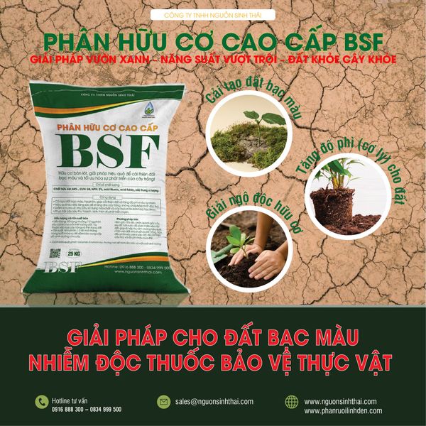 GIẢI PHÁP CẢI TẠO ĐẤT BẠC MÀU CHO VƯỜN RAU MÀU CHUYÊN CANH