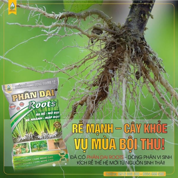 Các Dấu Hiệu Cây Cần Phục Hồi Rễ Sau Thu Hoạch?