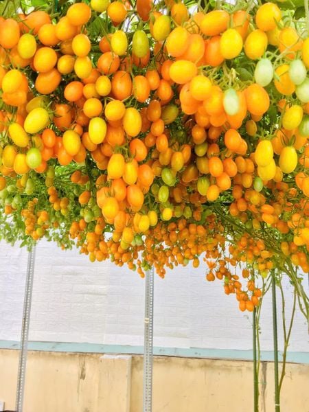 6 GIỐNG CÀ CHUA PHỔ BIẾN – LỰA CHỌN PHÙ HỢP CHO NHÀ VƯỜN