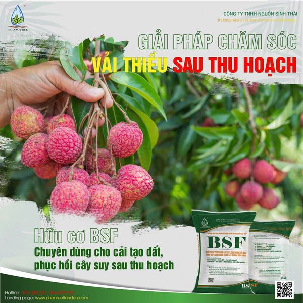 Giải Pháp Phục Hồi Cây Vải Thiều Sau Thu Hoạch: Cải Tạo Đất, Nuôi Lộc Khỏe Cho Mùa Mới