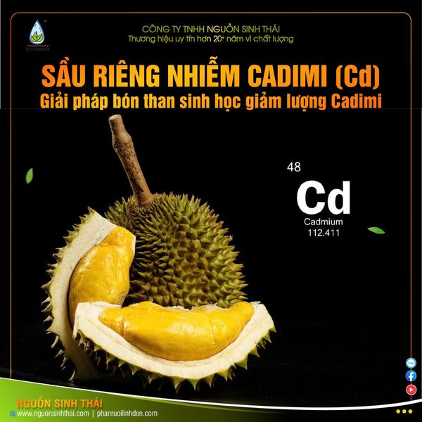 Cadimi trong sầu riêng là gì? Nguyên Nhân Sầu Riêng Nhiễm Cadimi Và Các Rào Cảng Xuất Khẩu