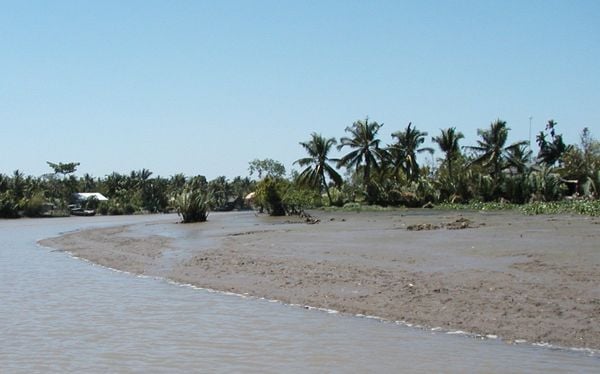 Đất phù sa trồng cây gì? Đặc điểm, phân loại và cách cải tạo để đạt năng suất cao
