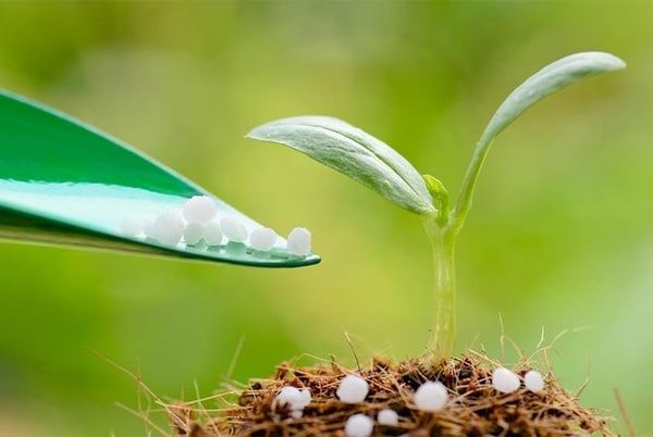 PHÂN BÓN VI LƯỢNG – VAI TRÒ QUAN TRỌNG VÀ CÁCH SỬ DỤNG HIỆU QUẢ CHO CÂY TRỒNG