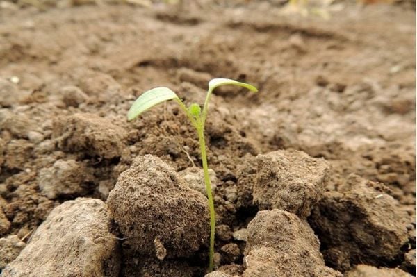 Vỏ Dừa Cắt – Giải Pháp Cải Tạo Đất Bạc Màu, Chai Cứng Hiệu Quả Cho Nhà Vườn