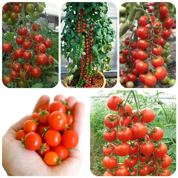 6 GIỐNG CÀ CHUA PHỔ BIẾN – LỰA CHỌN PHÙ HỢP CHO NHÀ VƯỜN