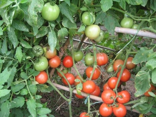 6 GIỐNG CÀ CHUA PHỔ BIẾN – LỰA CHỌN PHÙ HỢP CHO NHÀ VƯỜN