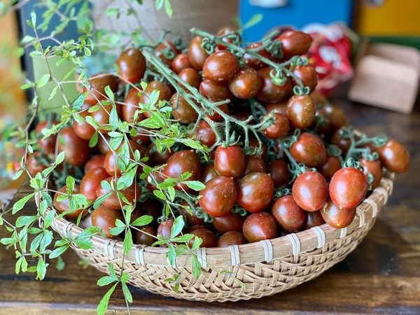 6 GIỐNG CÀ CHUA PHỔ BIẾN – LỰA CHỌN PHÙ HỢP CHO NHÀ VƯỜN