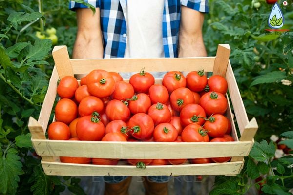 Trồng cà chua chậu – đừng quên vỏ dừa cắt để rễ không bị nghẹt