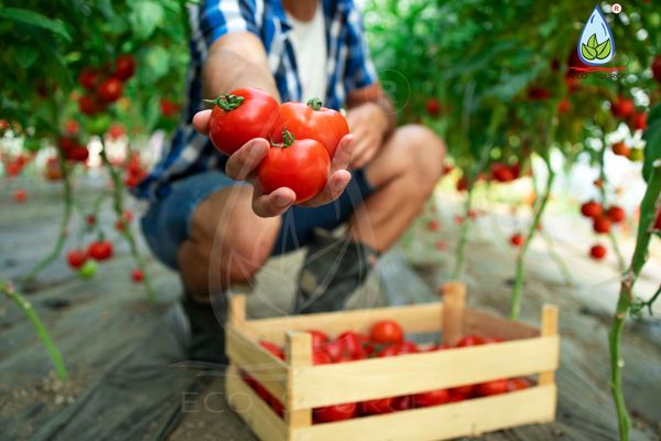 6 GIỐNG CÀ CHUA PHỔ BIẾN – LỰA CHỌN PHÙ HỢP CHO NHÀ VƯỜN