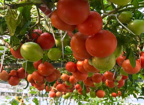 Trồng cà chua chậu – đừng quên vỏ dừa cắt để rễ không bị nghẹt