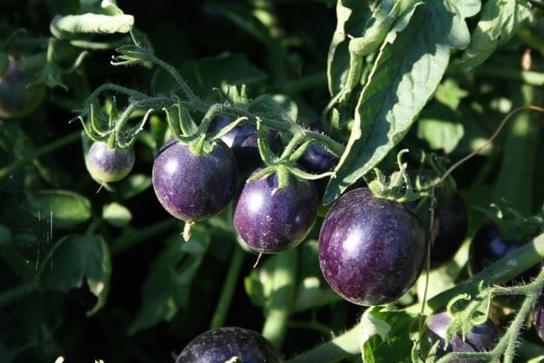 6 GIỐNG CÀ CHUA PHỔ BIẾN – LỰA CHỌN PHÙ HỢP CHO NHÀ VƯỜN