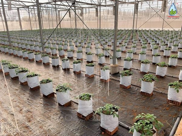 Trồng cà chua chậu – đừng quên vỏ dừa cắt để rễ không bị nghẹt