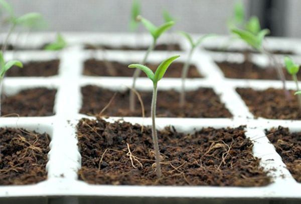 MẸO ƯƠM HẠT CÀ CHUA HAY, CHO TỶ LỆ NẢY MẦM CAO, CÂY KHỎE MẠNH