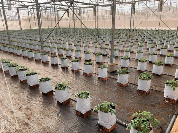 MẸO ƯƠM HẠT CÀ CHUA HAY, CHO TỶ LỆ NẢY MẦM CAO, CÂY KHỎE MẠNH