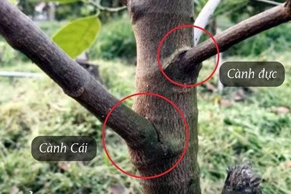 HƯỚNG DẪN CHĂM SÓC MÍT SAU THU HOẠCH GIÚP CÂY PHỤC HỒI NHANH VÀ TĂNG NĂNG SUẤT VỤ SAU