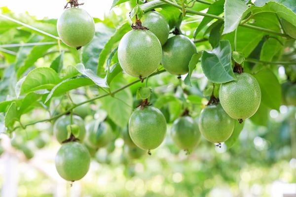 KỸ THUẬT TRỒNG CHANH DÂY ĐẠT NĂNG SUẤT CAO TỪ GIAI ĐOẠN CHUẨN BỊ ĐẾN THU HOẠCH