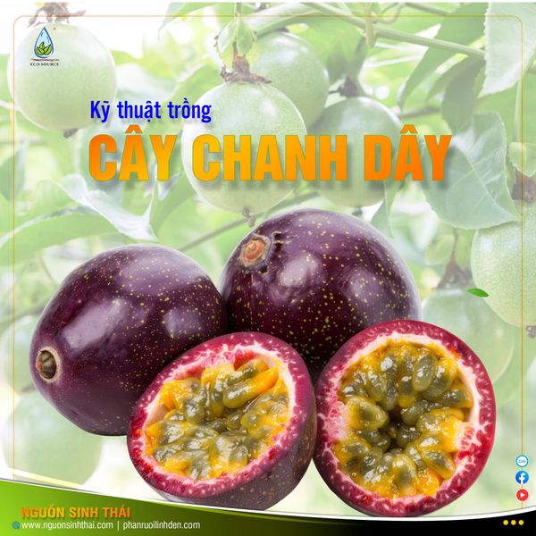 KỸ THUẬT TRỒNG CHANH DÂY ĐẠT NĂNG SUẤT CAO TỪ GIAI ĐOẠN CHUẨN BỊ ĐẾN THU HOẠCH