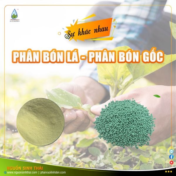 NÊN BÓN PHÂN GỐC HAY PHUN PHÂN BÓN LÁ? KHI NÀO THÌ NÊN ÁP DỤNG?