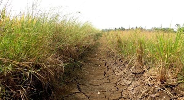 Tại Sao Dùng Phân Hóa Học Nhiều Năm Đất Lại Càng Xấu Đi?