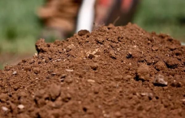 Đất phù sa trồng cây gì? Đặc điểm, phân loại và cách cải tạo để đạt năng suất cao