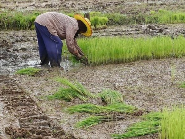 Đất phù sa trồng cây gì? Đặc điểm, phân loại và cách cải tạo để đạt năng suất cao