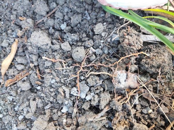 Các Dấu Hiệu Cây Cần Phục Hồi Rễ Sau Thu Hoạch?