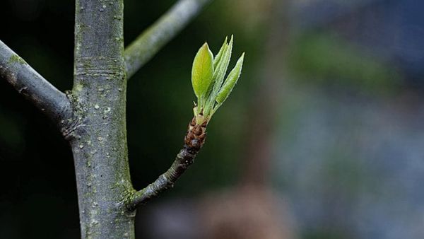 Các Dấu Hiệu Cây Cần Phục Hồi Rễ Sau Thu Hoạch?