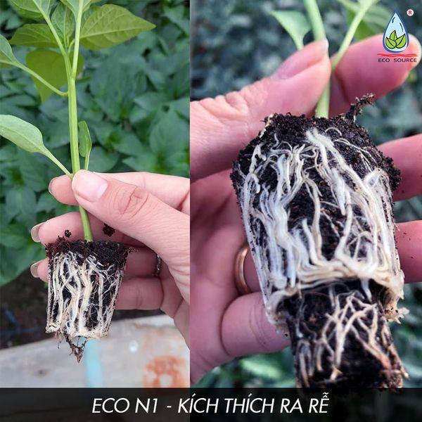 Cà Phê Bền Vững Bắt Đầu Từ Giá Thể Mụn Dừa