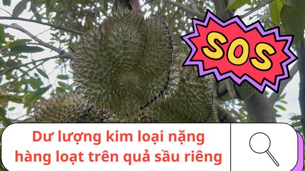 VÌ SAO NHÀ VƯỜN SẦU RIÊNG NÊN QUAY VỀ VỚI PHÂN HỮU CƠ?