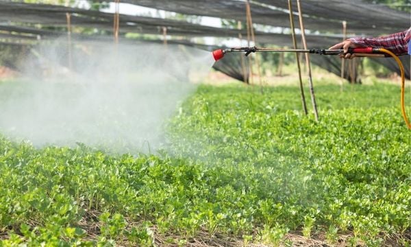 NÊN BÓN PHÂN GỐC HAY PHUN PHÂN BÓN LÁ? KHI NÀO THÌ NÊN ÁP DỤNG?