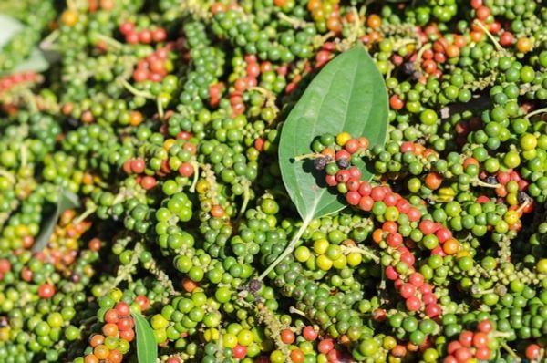 Canh Tác Hồ Tiêu Bền Vững – Giải Pháp Cho Nền Nông Nghiệp An Toàn