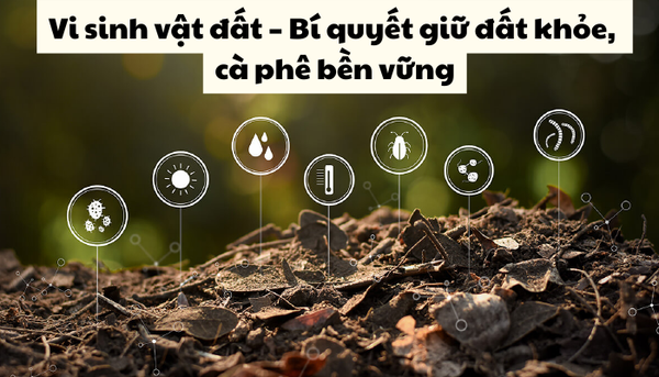 Vi sinh vật đất – Bí quyết giữ đất khỏe, cà phê bền vững
